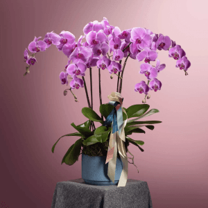 Endearing Warmth | Potted Phalaenopsis - https://www.beato.com.sg/product/endearing-warmth-potted-phalaenopsis/